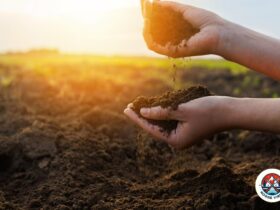 stewardship projects