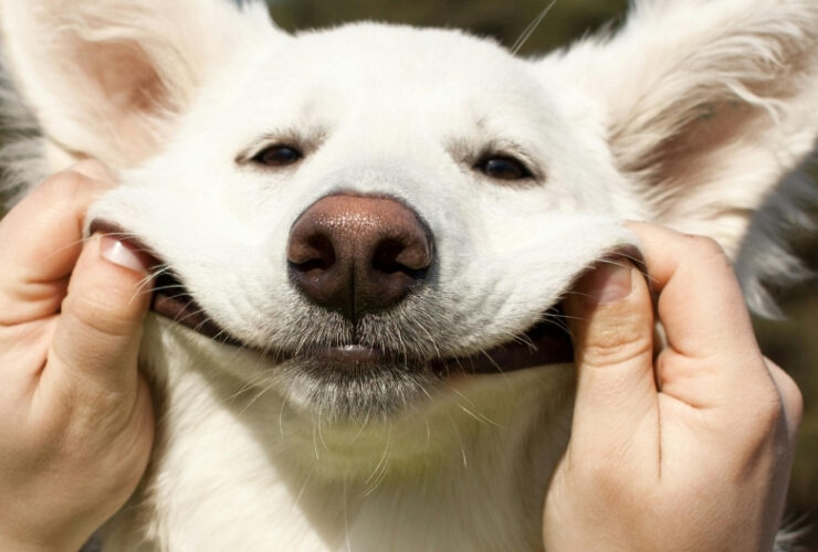 Selvhjelps-paradokset