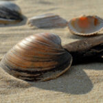 shellfish trace minerals zinc