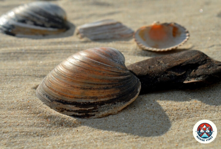 shellfish trace minerals zinc