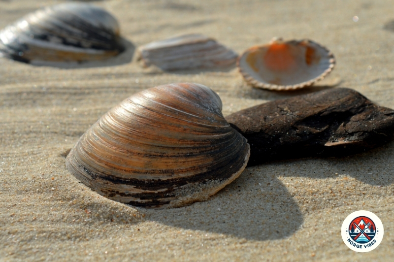 shellfish trace minerals zinc