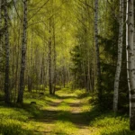 Norsk bjørkeskog om våren — naturlig terapeutisk miljø