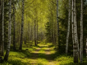 Norsk bjørkeskog om våren — naturlig terapeutisk miljø