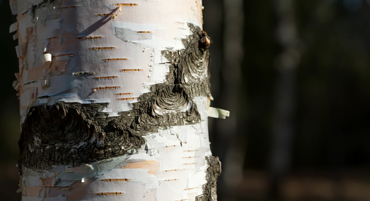 Bjørkebark inneholder betulin — terpenforbindelse med helsefordeler