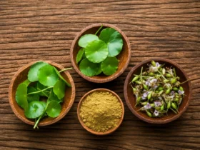 Gotu kola, bacopa og brahmi — tre eldre adaptogener for kognisjon