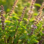 Holy basil tulsi plante med lilla blomster i sollys