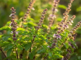 Holy basil tulsi plante med lilla blomster i sollys