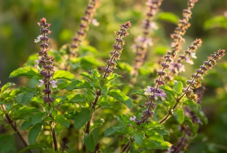 Holy basil tulsi plante med lilla blomster i sollys