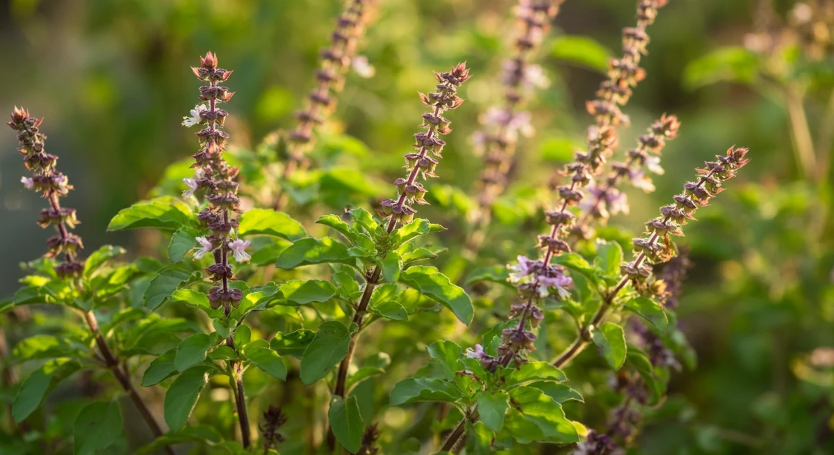 Holy basil tulsi plante med lilla blomster i sollys