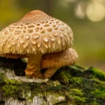 Lions mane sopp vokser på bjørk i norsk skog
