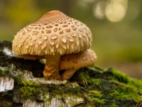 Lions mane sopp vokser på bjørk i norsk skog