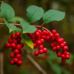 Schisandra chinensis røde bær på ranke i skogen