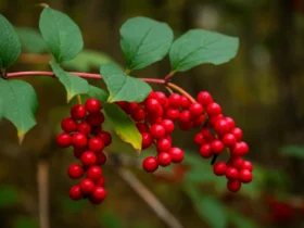 Schisandra chinensis røde bær på ranke i skogen
