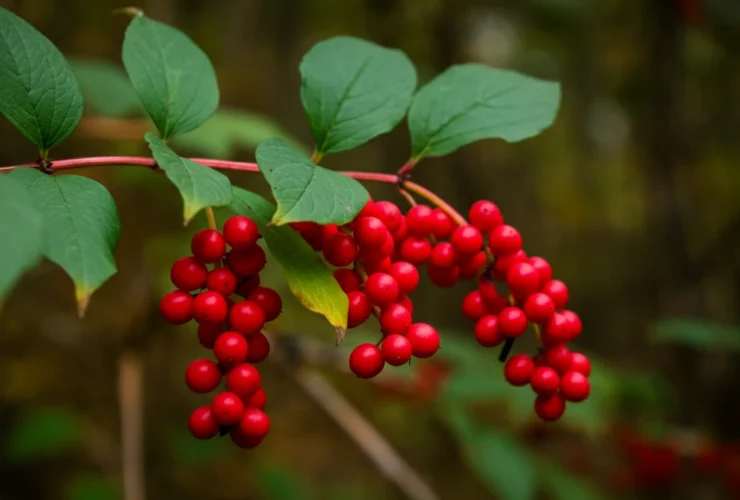 Schisandra chinensis røde bær på ranke i skogen