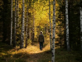 Person går sakte gjennom tett norsk bjørkeskog om høsten med filtrert sollys