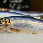 Fersk sild på is som viser sammenhengen mellom sild og omega-3