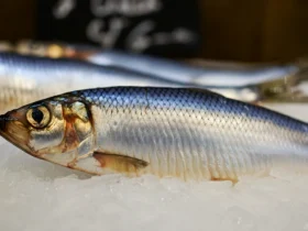 Fersk sild på is som viser sammenhengen mellom sild og omega-3