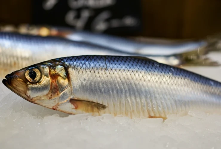 Fersk sild på is som viser sammenhengen mellom sild og omega-3